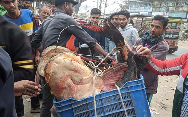 দুধকুমার নদে ধরা পড়ল ৩২ কেজির বাগাড়
