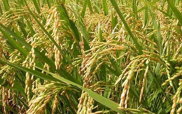 গোপালগঞ্জে ৫ লাখ ২০ হাজার টন বোরো উৎপাদনের লক্ষ্যমাত্রা নির্ধারণ