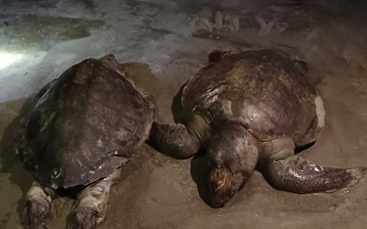 কুয়াকাটা সৈকতে ভেসে এলো মৃত জোড়া কচ্ছপ