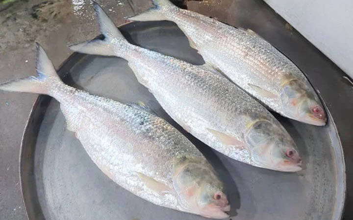 তিন ইলিশ বিক্রি হলো ২৬ হাজার টাকায়