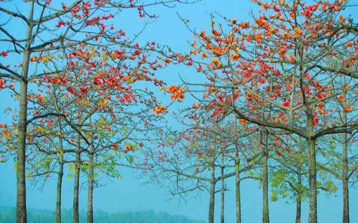 ফাগুনের হাওয়ায় আগুন লেগেছে জাদুকাটা তীরের শিমুল বাগানে