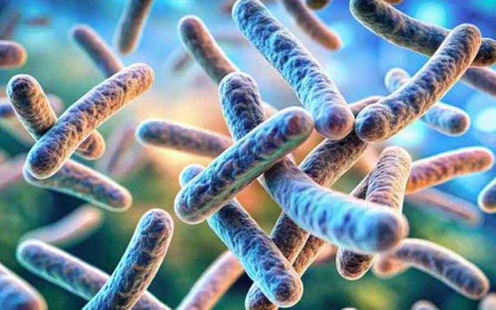 রংপুরে অ্যানথ্রাক্সে শতাধিক গরুর মৃত্যু, আক্রান্ত অর্ধশতাধিক মানুষ