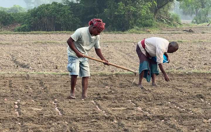 আগাম আলু চাষে ব্যস্ত হিলির কৃষকরা
