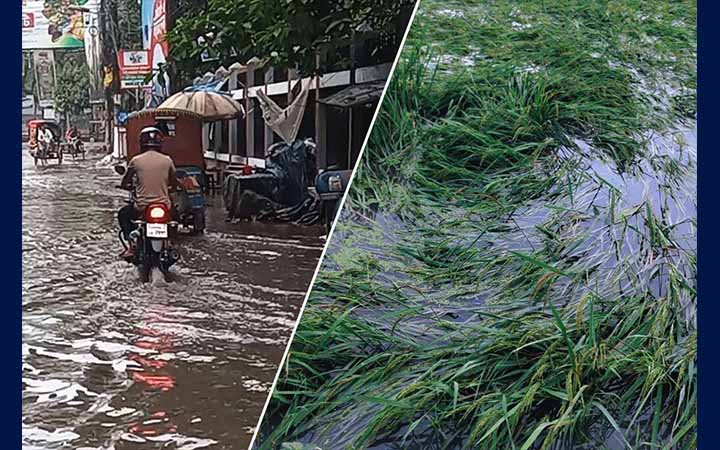 রাতভর বৃষ্টিতে ডুবল চাঁপাইনবাবগঞ্জ শহর, তলিয়ে গেছে ধানক্ষেত