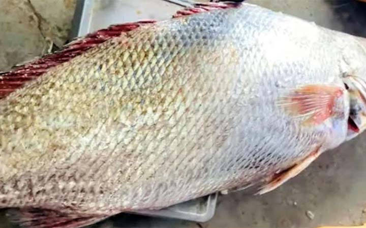 এক দাতিনা মাছ ১ লাখ টাকায় বিক্রি