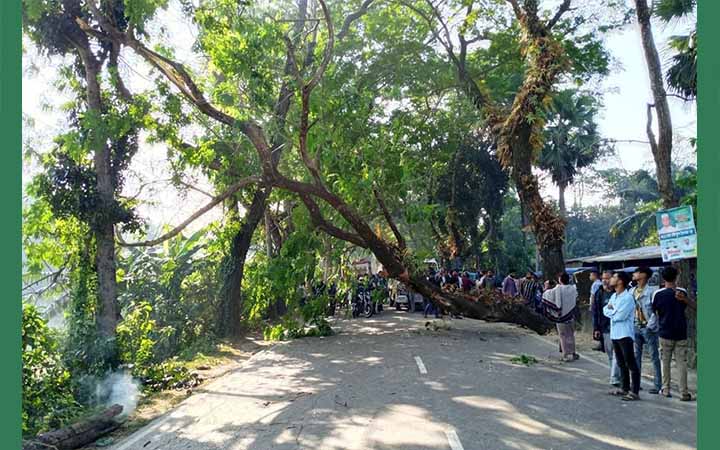 মাদারীপুরে গাছ ফেলে সড়ক অবরোধ