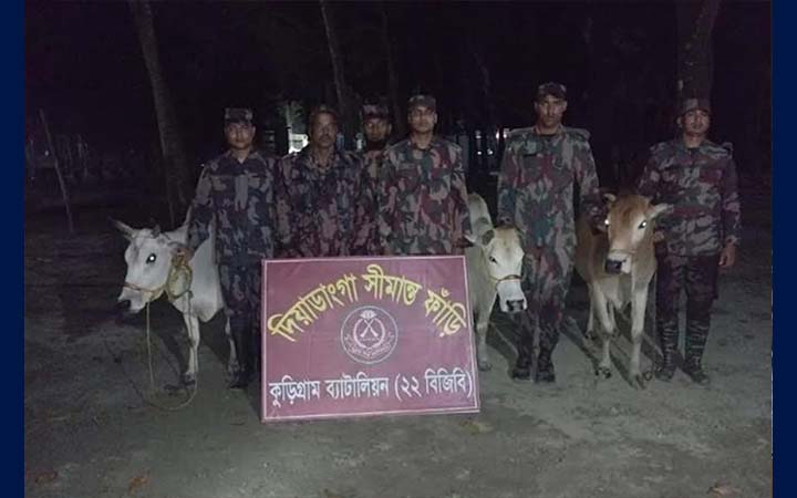 কুড়িগ্রামে বিশেষ অভিযানে ভারতীয় গরু-মদ জব্দ