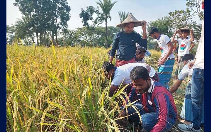 কালীগঞ্জে অসহায় বিধবা নারীর ধান কেটে দিল ছাত্রদল