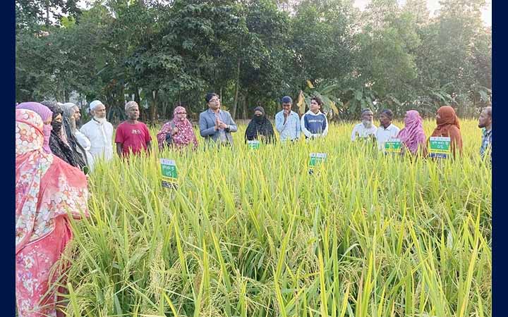 নিজের জমিতে দশ জাতের ধান লাগিয়ে গবেষণা করছেন কৃষকেরা