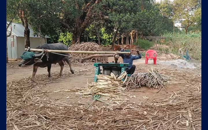 লালি গুড় তৈরিতে ব্যস্ত ব্রাহ্মণবাড়িয়া, যাচ্ছে দেশের নানা জেলায়