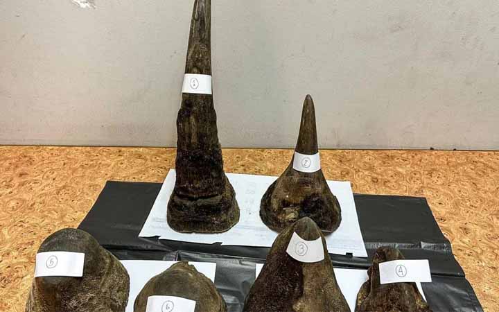 থাইল্যান্ডে মাংসের ভেতরে গন্ডারের শিং পাচারের অভিযোগ