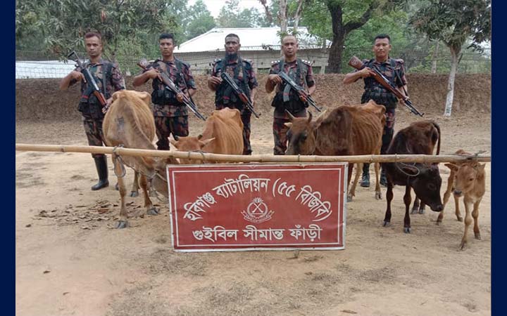 হবিগঞ্জে বিজিবির অভিযানে ভারতীয় গরু ও মাদক উদ্ধার
