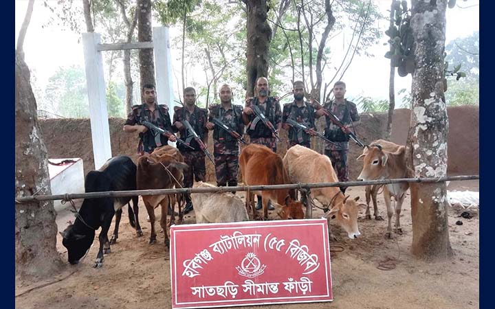 হবিগঞ্জে ২৪টি ভারতীয় গরু উদ্ধার