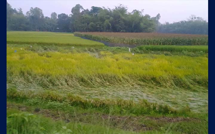 অতিবৃষ্টিতে রংপুরে ফসলের ক্ষতির শঙ্কা