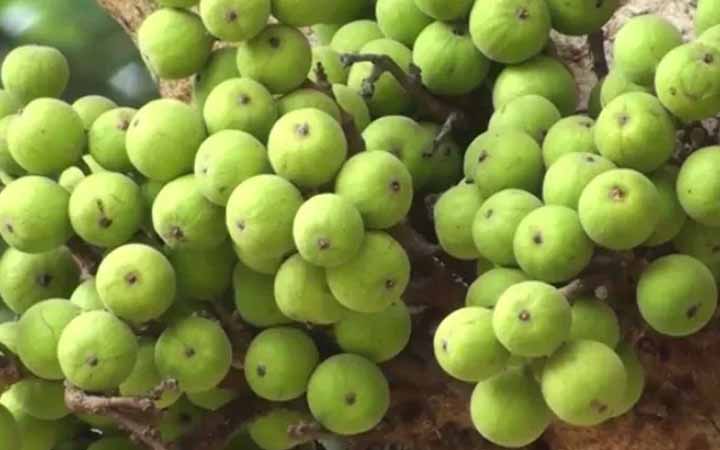 ডুমুরে লুকিয়ে আছে আশ্চর্যসব উপকার