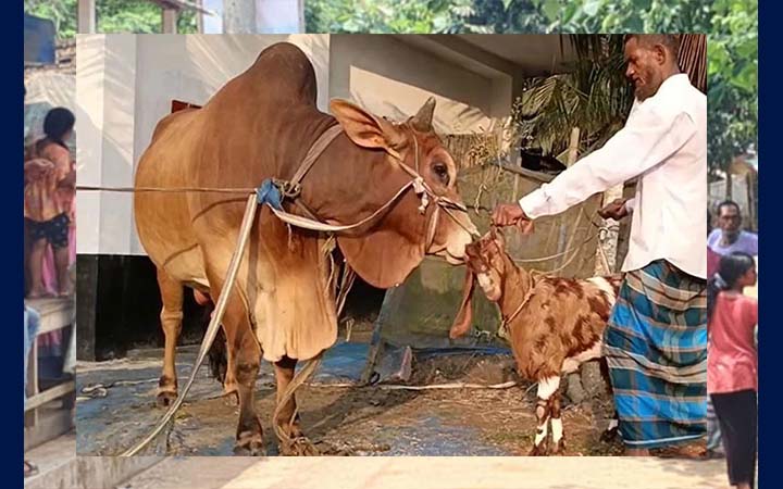 ১২০০ কেজির 'লাল বাদশাকে' কিনলেই ফ্রি ৩০ কেজির 'সোহেলি'