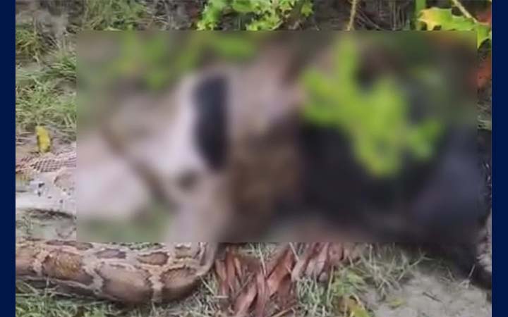 সুন্দরবন থেকে লোকালয়ে অজগর, ছাগল গিলে খাওয়ার ভিডিও ভাইরাল
