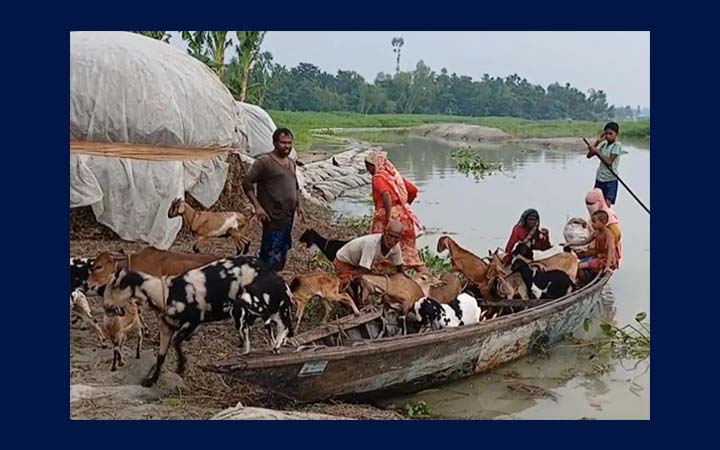 কুড়িগ্রামে তীব্র ভাঙনে দিশেহারা নদীপাড়ের মানুষ