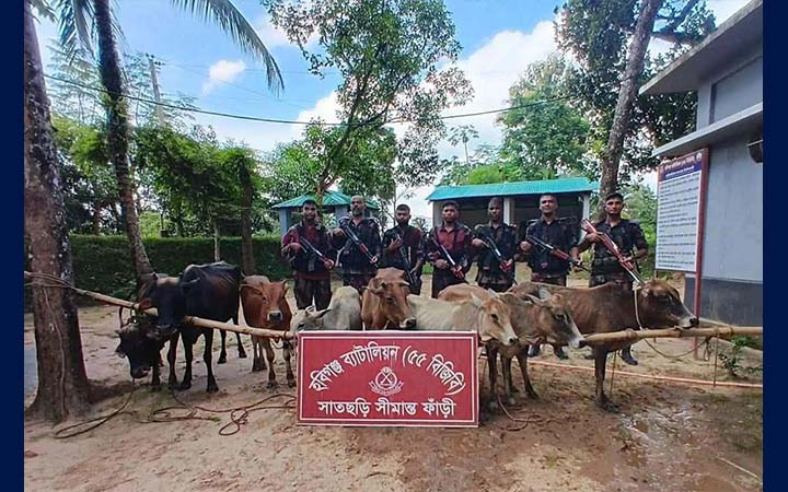 হবিগঞ্জে বিজিবির অভিযানে ৮ গরুসহ মাদকদ্রব্য উদ্ধার