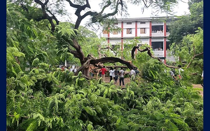 ভেঙে পড়েছে রাবির শতবর্ষী কৃষ্ণচূড়া গাছ