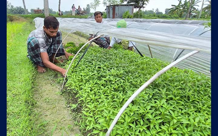বগুড়া থেকে আগাম সবজির চারা যাচ্ছে সারা দেশে