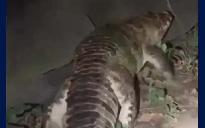 নারায়ণগঞ্জে লোকালয়ে ঘুরছিল কুমির, এলাকাজুড়ে আতঙ্ক