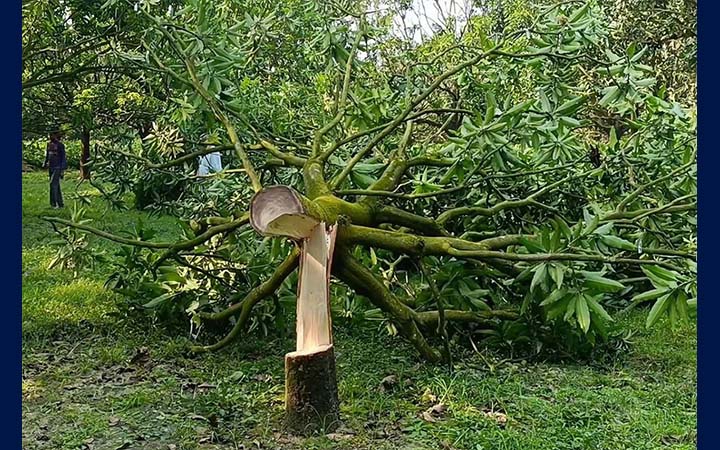 চাঁপাইনবাবগঞ্জে রাতের আঁধারে কাটিমন আমগাছ কেটে দিল দুর্বৃত্তরা