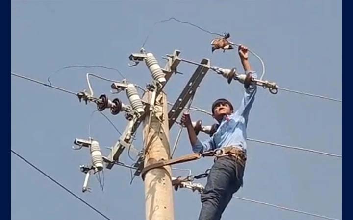 বৈদ্যুতিক তারে আটকা পড়া পাখি উদ্ধার