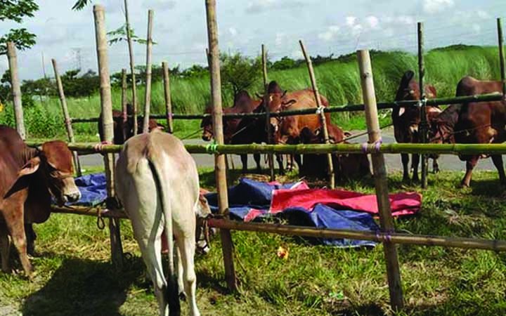 কোন বাধা রইল না আফতাবনগরে গরুর হাট বসায়