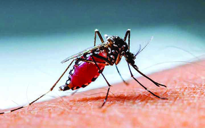 কোলকাতায় ডেঙ্গু মোকাবিলায় স্কুলে ফুল হাতা, ফুল প্যান্ট