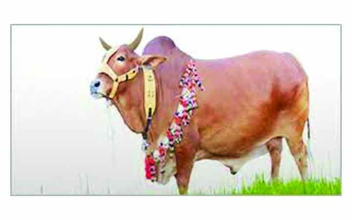 কেনার সময় গরুর ওজন মাপার সহজ নিয়ম