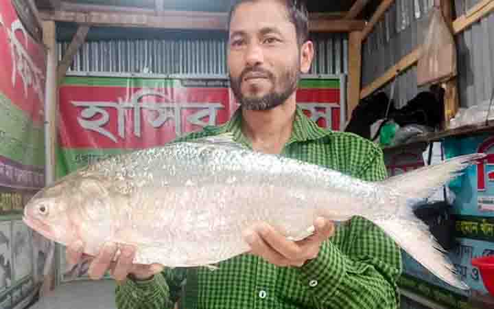 সাড়ে ৬ হাজারে বিক্রি হলো এক ইলিশ