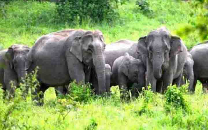 রাঙ্গামাটিতে বন্য হাতির আক্রমণে বৃদ্ধার মৃত্যু