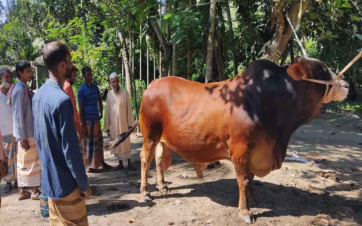 কোরবানির হাট কাঁপাবে ৩২ মণের ‘হিরো দ্য ডন’