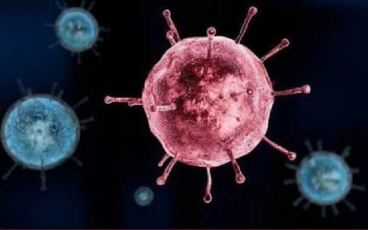 ব্রাজিলে রহস্যময় ইয়ারা ভাইরাসের সন্ধান