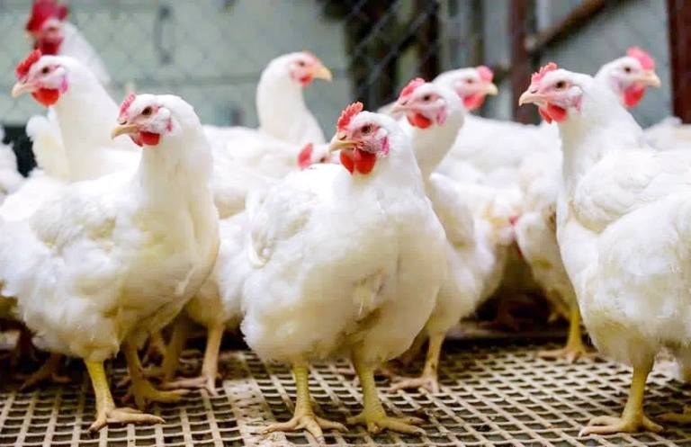 সিন্ডিকেট ভাঙতে না পারলে আরও বাড়বে ডিম-মুরগির দাম