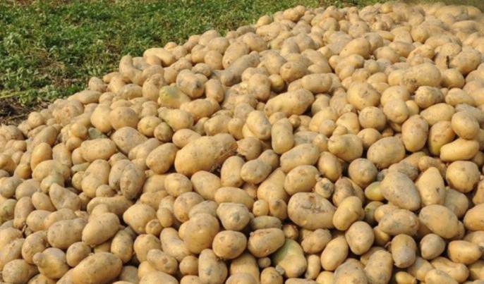 দামের কারসাজি বন্ধে আলু আমদানির সুপারিশ