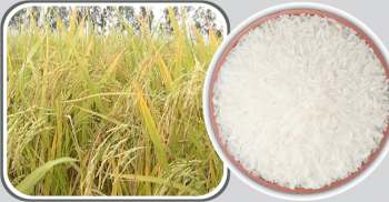 সুগন্ধি চাল রপ্তানিতে নিষেধাজ্ঞা