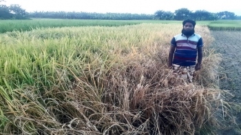 পুঠিয়ায় কারেন্ট পোকার আক্রমনে ধানে ব্যাপক ক্ষতি