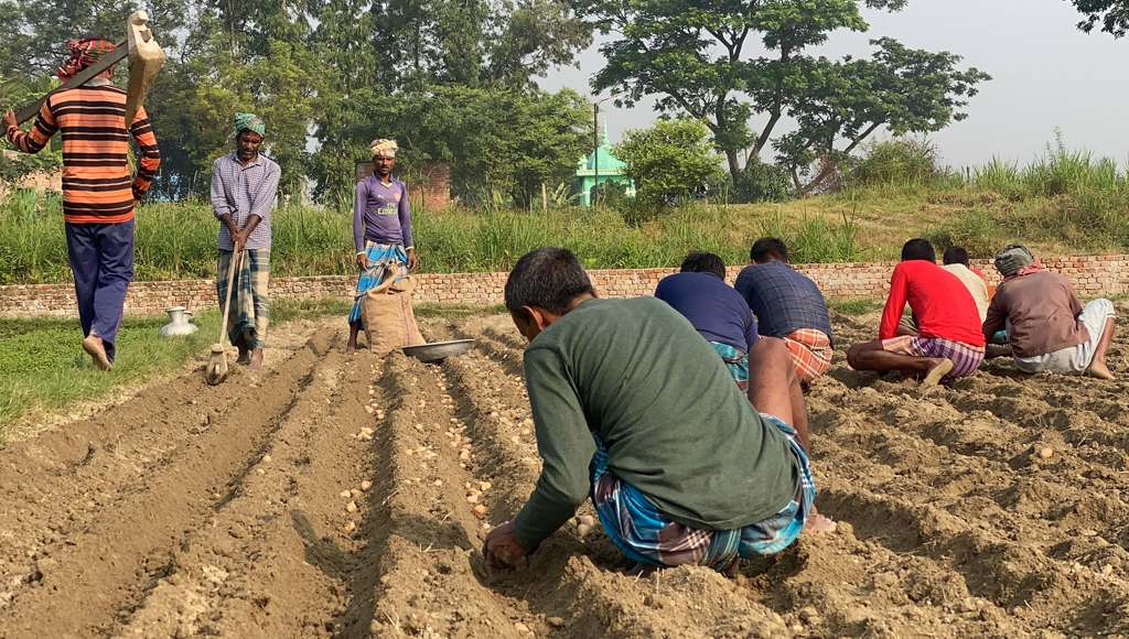 সিরাজদিখানে আগাম আলু রোপণে ব্যস্ত কৃষকরা