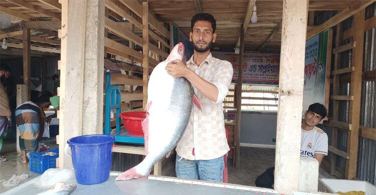 এক পাঙ্গাশে বাজিমাত মানিক মিয়ার