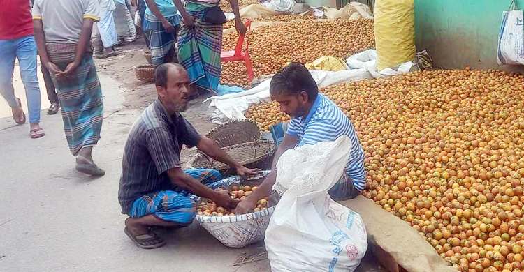 সুপারির ভালো ফলনেও চাষিদের হতাশা
