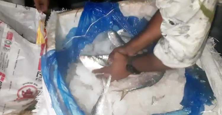 যাত্রীবাহী বাসে মিললো ১০ মণ জাটকা, জরিমানা ১০ হাজার