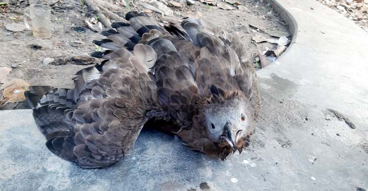 নাটোরে বিলুপ্ত প্রায় হিমালয়া ঈগল উদ্ধার