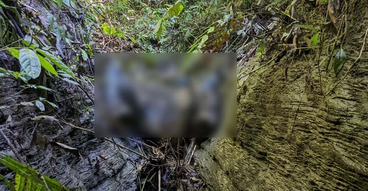 পাহাড়ের গহীন ঝিরিতে পড়ে বন্যহাতির মৃত্যু