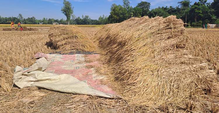 জমি নিয়ে দ্বন্দ্বে ক্ষেতেই নষ্ট হচ্ছে পাকা ধান