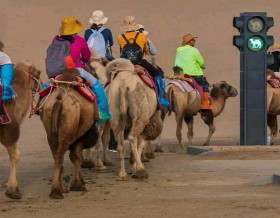 প্রাণীদের জন্য বিশ্বের প্রথম ট্রাফিক সিগন্যাল তৈরি করল চীন