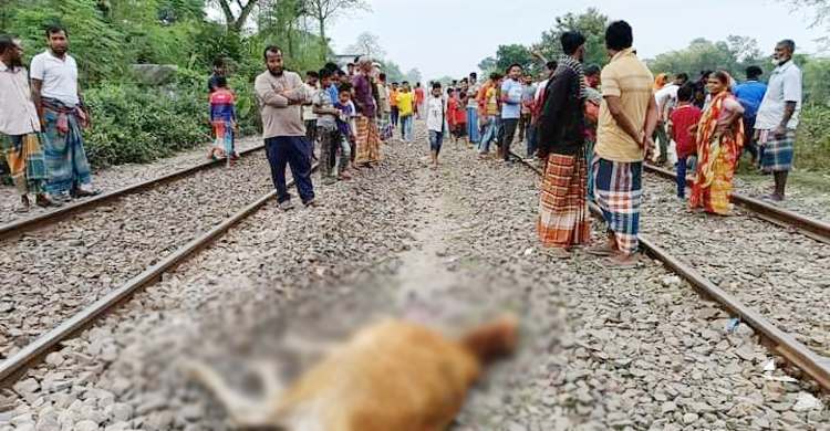ট্রেনে কাটা পড়ে মারা গেলো ৫ গরু, শোকে মুহ্যমান বৃদ্ধ