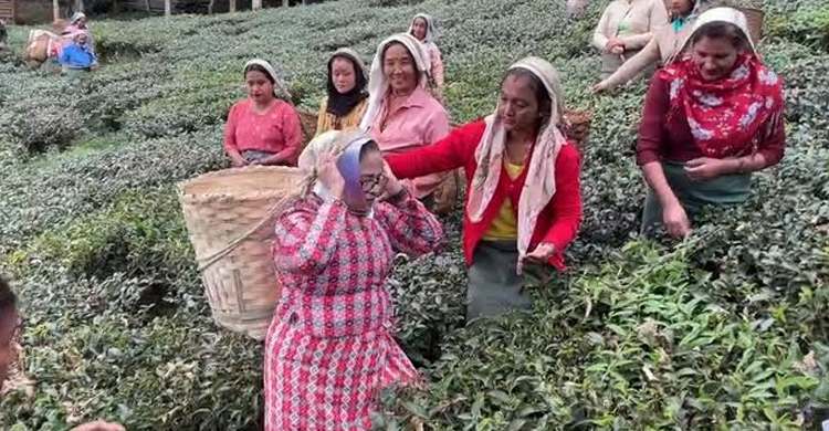 শ্রমিক সেজে চা পাতা তুললেন মমতা