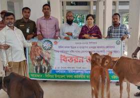 জেলেদের মাঝে বকনা বাছুর বিতরণ